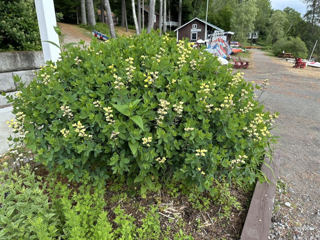 Lemon Meringue False Indigo